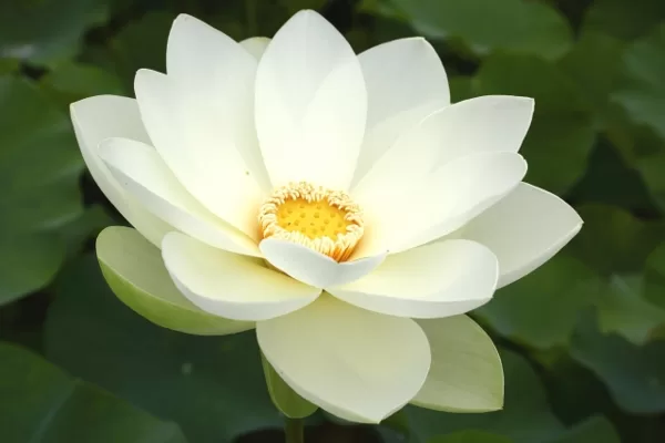 美