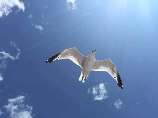 自由