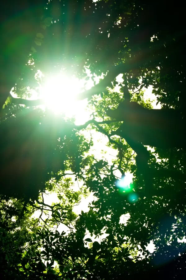 光